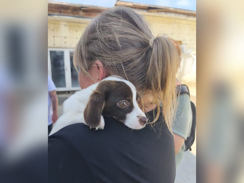 Gabby - welpentypisch verspielt, neugierig und lebhafte kleine Hündin / z.Zt. noch in Rumänien