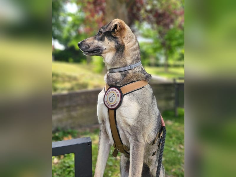 Nadja - fröhliche, aktive, liebe Schäferhund Mix Hündin / Pflegestelle in Remlingen