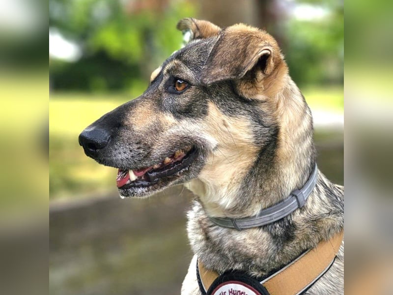 Nadja - fröhliche, aktive, liebe Schäferhund Mix Hündin / Pflegestelle in Remlingen