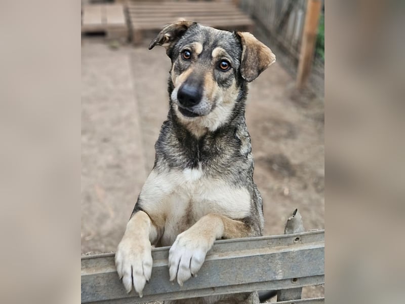 Nadja - fröhliche, aktive, liebe Schäferhund Mix Hündin / z.Zt. noch in Rumänien