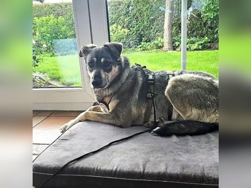 Nadja - fröhliche, aktive, liebe Schäferhund Mix Hündin / Pflegestelle in Remlingen