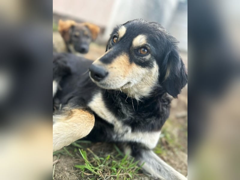 Miley - anhängliche, liebe und katzenverträgliche Hündin / z.Zt. noch in Rumänien