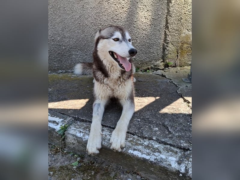 Saphira - liebe, menschenbezogene, aktive Sibirian-Husky-Mix Hündin / z.Zt. noch in Rumänien