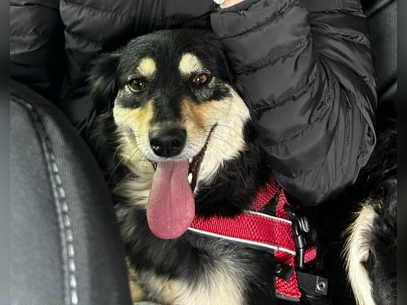 Miley - anhängliche, liebe und katzenverträgliche Hündin / z.Zt. noch in Rumänien