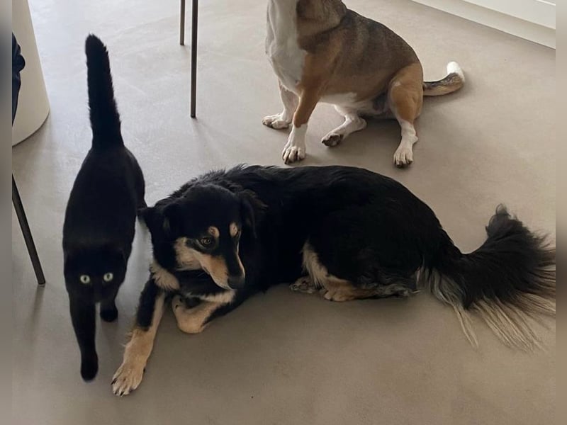 Miley - anhängliche, liebe und katzenverträgliche Hündin / z.Zt. noch in Rumänien