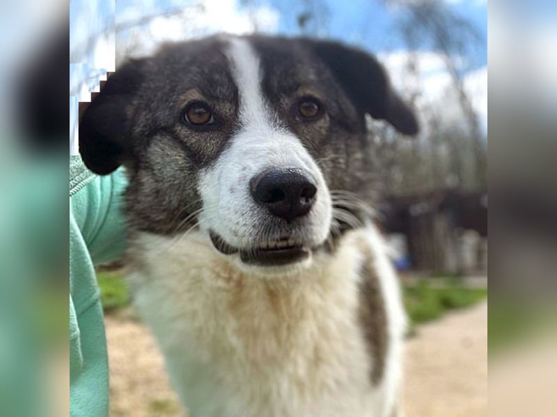 Sunshine - anfangs schüchterne, aber liebe, freundliche Herdenschutzhund Hündin / noch in Rumänien