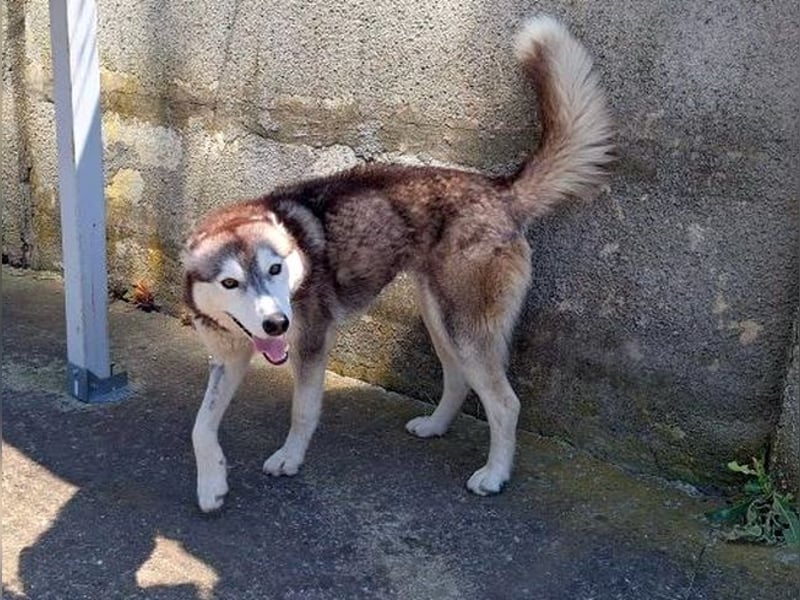 Saphira - liebe, menschenbezogene, aktive Sibirian-Husky-Mix Hündin / z.Zt. noch in Rumänien