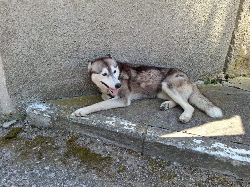 Saphira - liebe, menschenbezogene, aktive Sibirian-Husky-Mix Hündin / z.Zt. noch in Rumänien