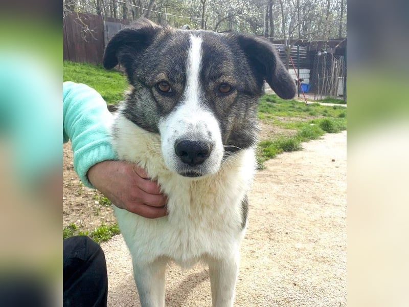 Sunshine - anfangs schüchterne, aber liebe, freundliche Herdenschutzhund Hündin / noch in Rumänien