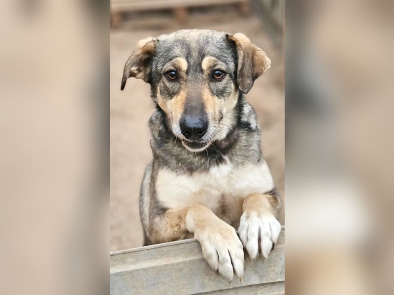 Nadja - fröhliche, aktive, liebe Schäferhund Mix Hündin / z.Zt. noch in Rumänien