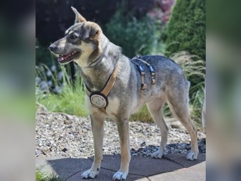 Nadja - fröhliche, aktive, liebe Schäferhund Mix Hündin / Pflegestelle in Remlingen