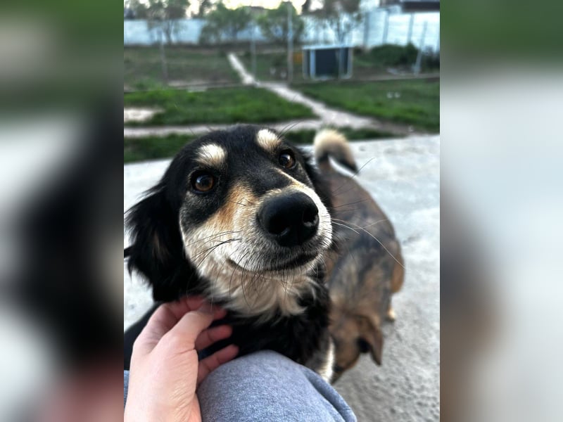 Miley - anhängliche, liebe und katzenverträgliche Hündin / z.Zt. noch in Rumänien