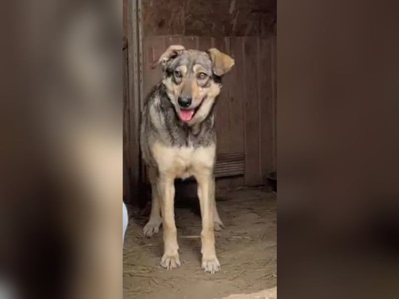 Nadja - fröhliche, aktive, liebe Schäferhund Mix Hündin / z.Zt. noch in Rumänien
