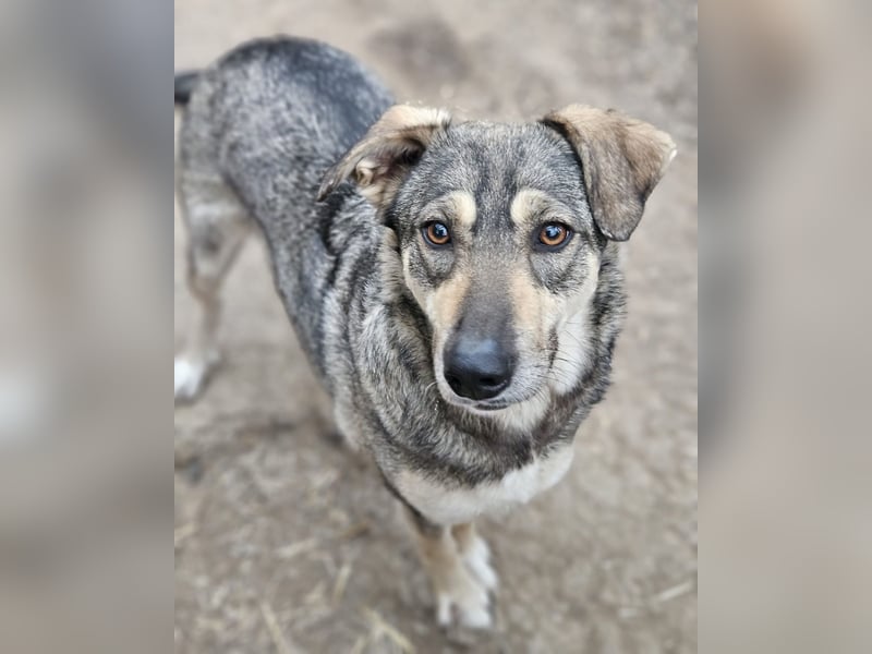 Nadja - fröhliche, aktive, liebe Schäferhund Mix Hündin / z.Zt. noch in Rumänien