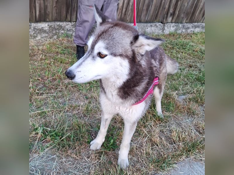 Saphira - liebe, menschenbezogene, aktive Sibirian-Husky-Mix Hündin / z.Zt. noch in Rumänien