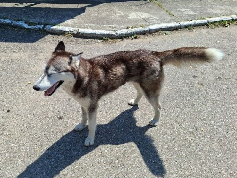 Saphira - liebe, menschenbezogene, aktive Sibirian-Husky-Mix Hündin / z.Zt. noch in Rumänien