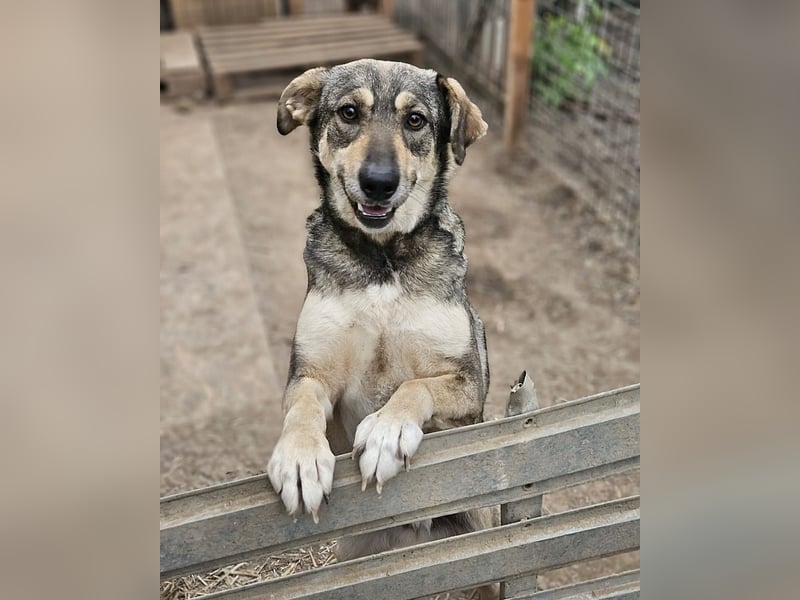 Nadja - fröhliche, aktive, liebe Schäferhund Mix Hündin / z.Zt. noch in Rumänien