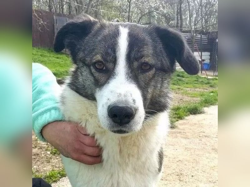 Sunshine - anfangs schüchterne, aber liebe, freundliche Herdenschutzhund Hündin / noch in Rumänien
