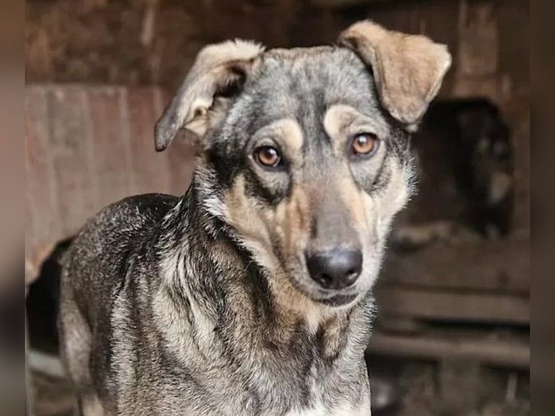 Nadja - fröhliche, aktive, liebe Schäferhund Mix Hündin / z.Zt. noch in Rumänien