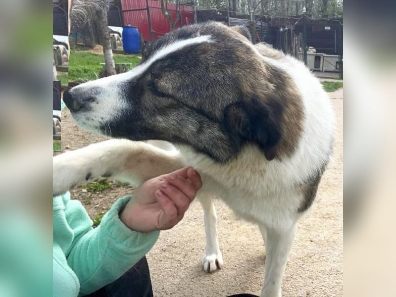 Sunshine - anfangs schüchterne, aber liebe, freundliche Herdenschutzhund Hündin / noch in Rumänien