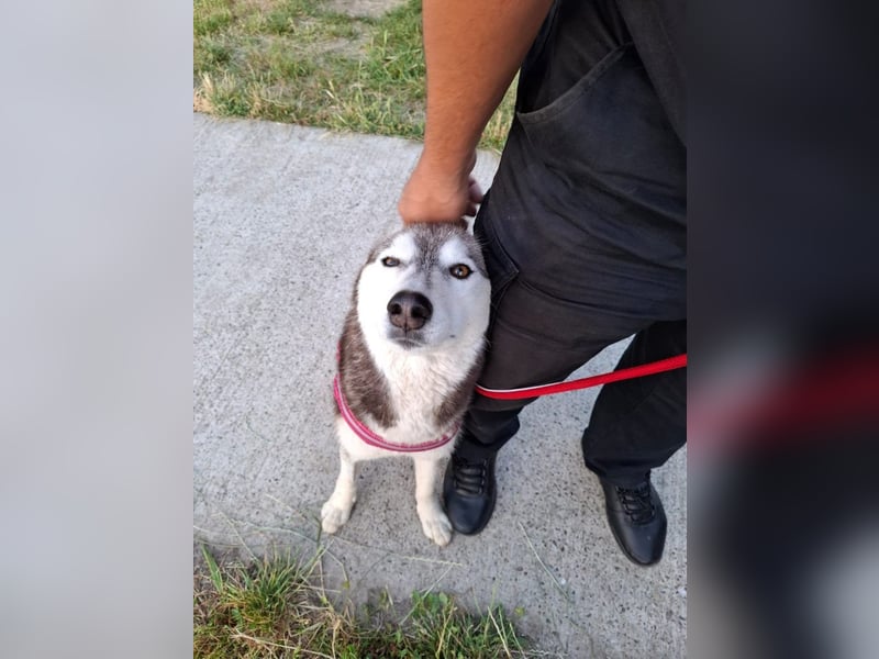Saphira - liebe, menschenbezogene, aktive Sibirian-Husky-Mix Hündin / z.Zt. noch in Rumänien