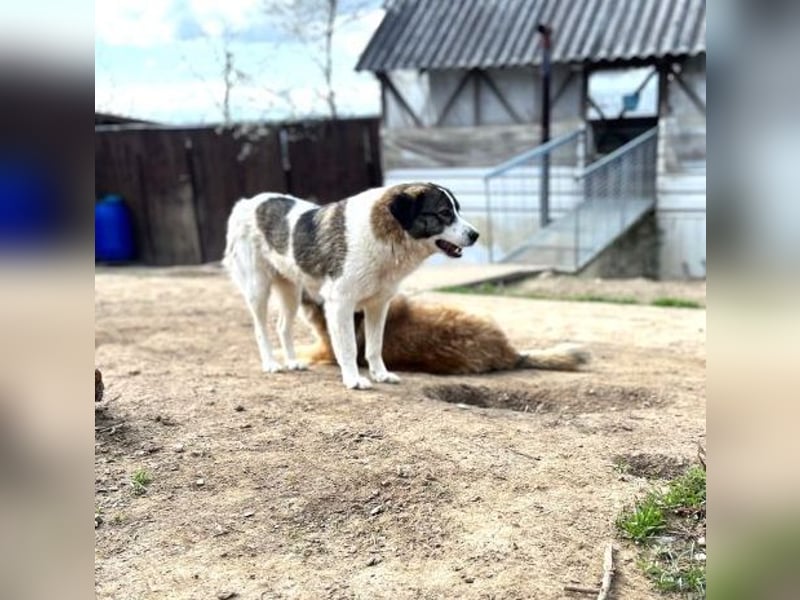 Sunshine - anfangs schüchterne, aber liebe, freundliche Herdenschutzhund Hündin / noch in Rumänien