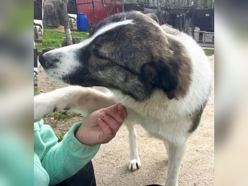 Sunshine - anfangs schüchterne, aber liebe, freundliche Herdenschutzhund Hündin / noch in Rumänien