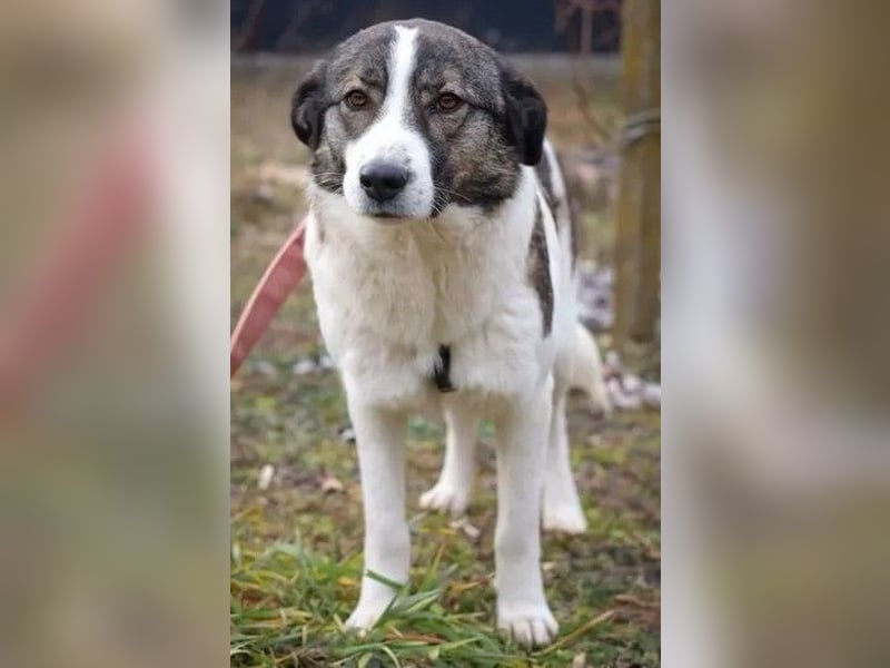 Sunshine - anfangs schüchterne, aber liebe, freundliche Herdenschutzhund Hündin / noch in Rumänien