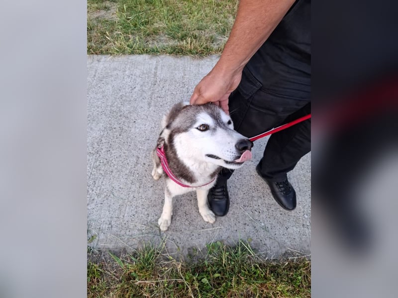 Saphira - liebe, menschenbezogene, aktive Sibirian-Husky-Mix Hündin / z.Zt. noch in Rumänien