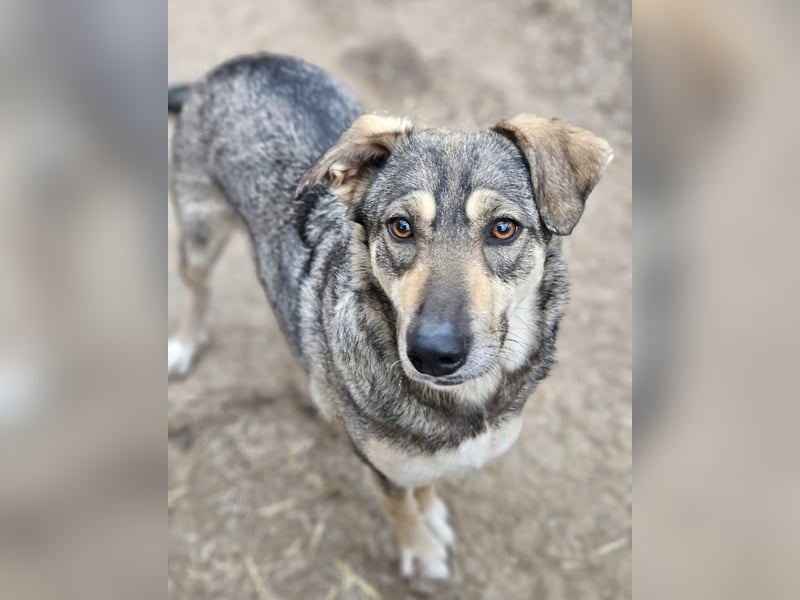 Nadja - fröhliche, aktive, liebe Schäferhund Mix Hündin / z.Zt. noch in Rumänien