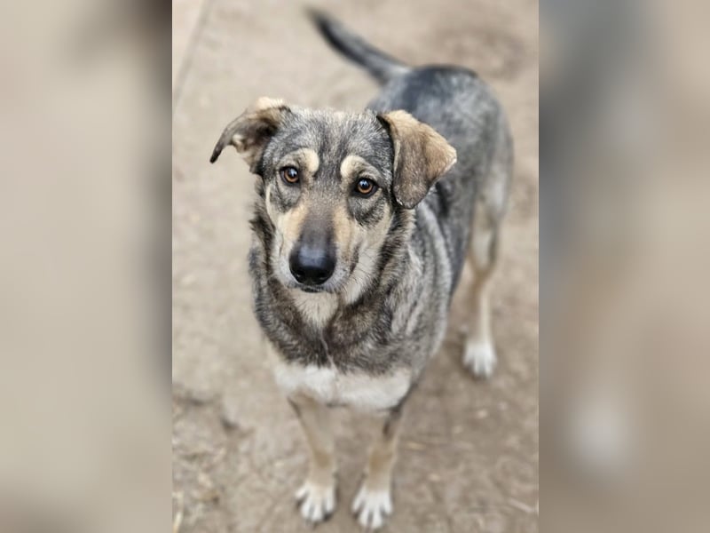 Nadja - fröhliche, aktive, liebe Schäferhund Mix Hündin / z.Zt. noch in Rumänien