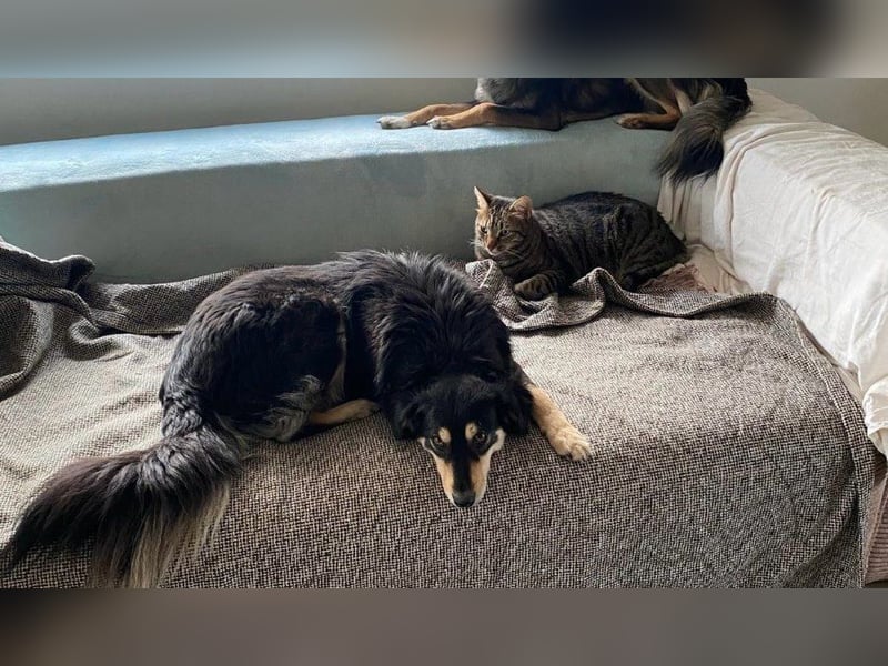 Miley - anhängliche, liebe und katzenverträgliche Hündin / z.Zt. noch in Rumänien