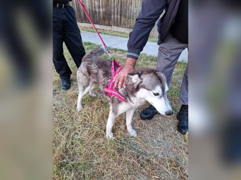 Saphira - liebe, menschenbezogene, aktive Sibirian-Husky-Mix Hündin / z.Zt. noch in Rumänien