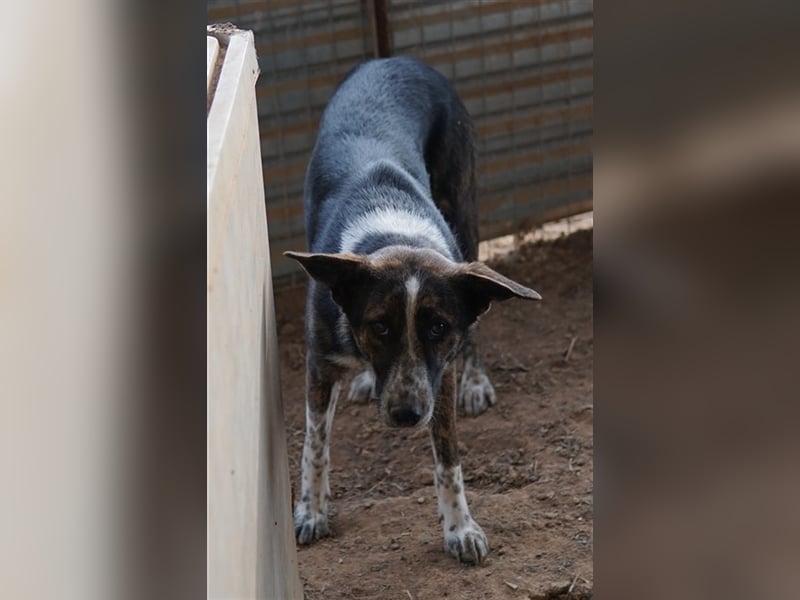 Usta, geb. ca. 06/2022, lebt in GRIECHENLAND, auf einem Gelände, auf dem die Hunde notdürftig versor