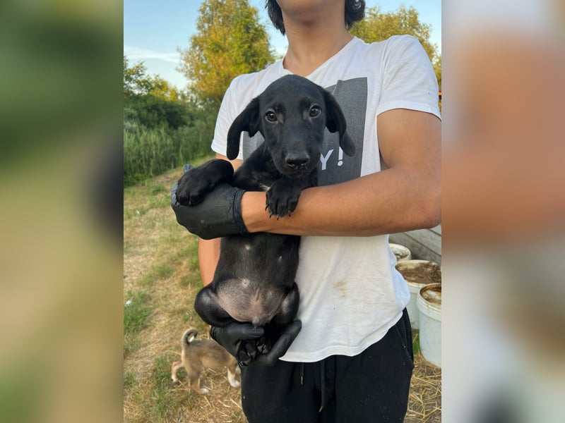 Dringend Pflegestellen gesucht