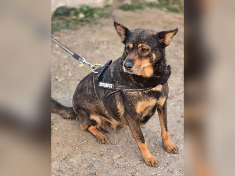 Gnadenplatz für Lady gesucht