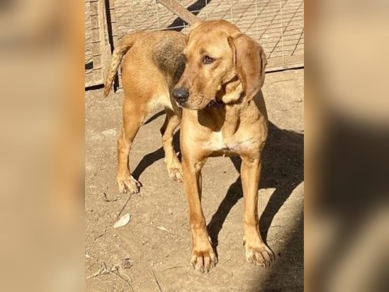 Amalia -freundliche Hündin sucht ihren Herzensplatz