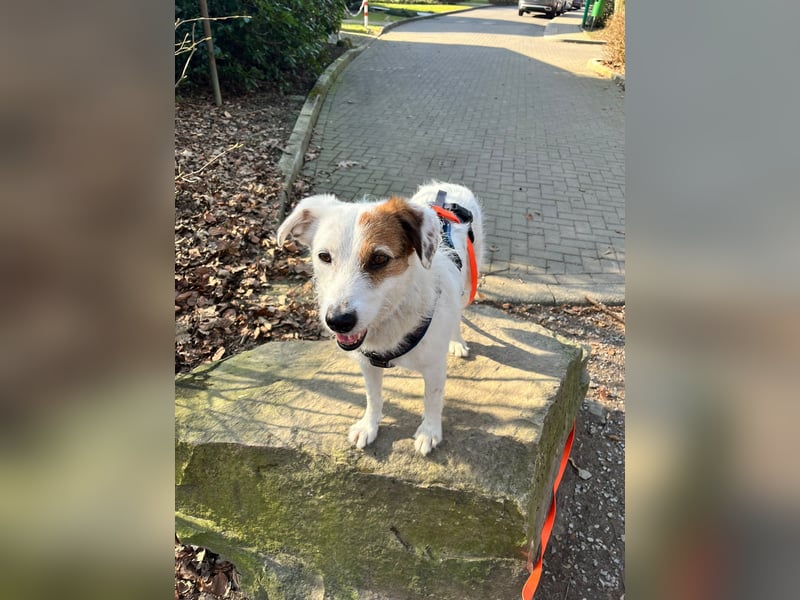 Neues Zuhause für Terriermischlingshündin Lola gesucht