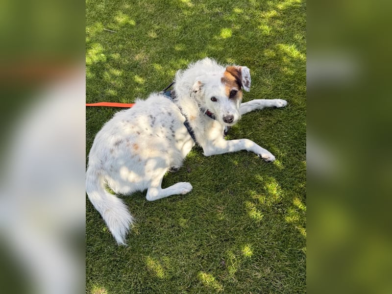 Neues Zuhause für Terriermischlingshündin Lola gesucht