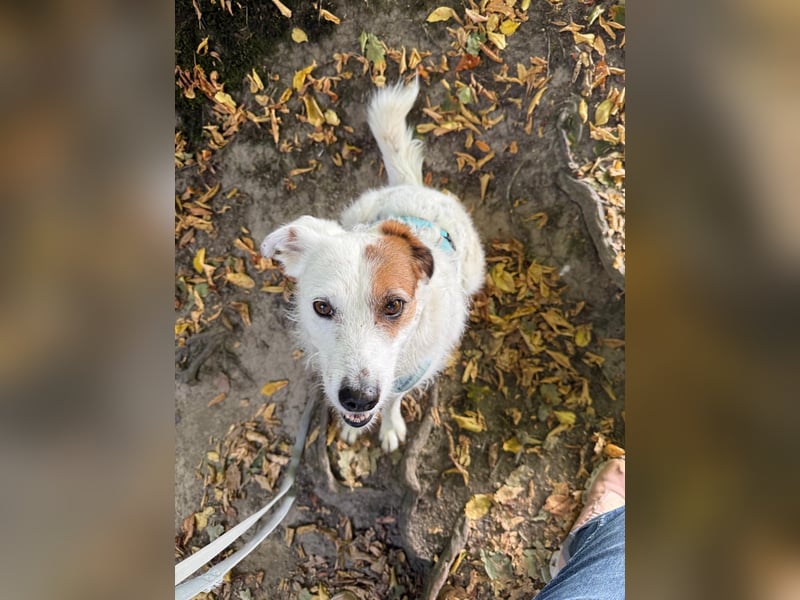 Neues Zuhause für Terriermischlingshündin Lola gesucht