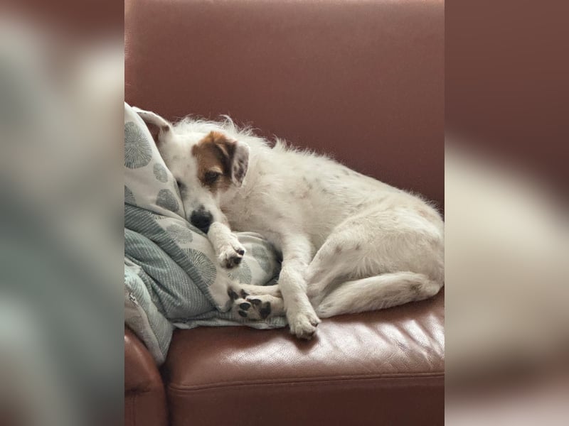 Neues Zuhause für Terriermischlingshündin Lola gesucht