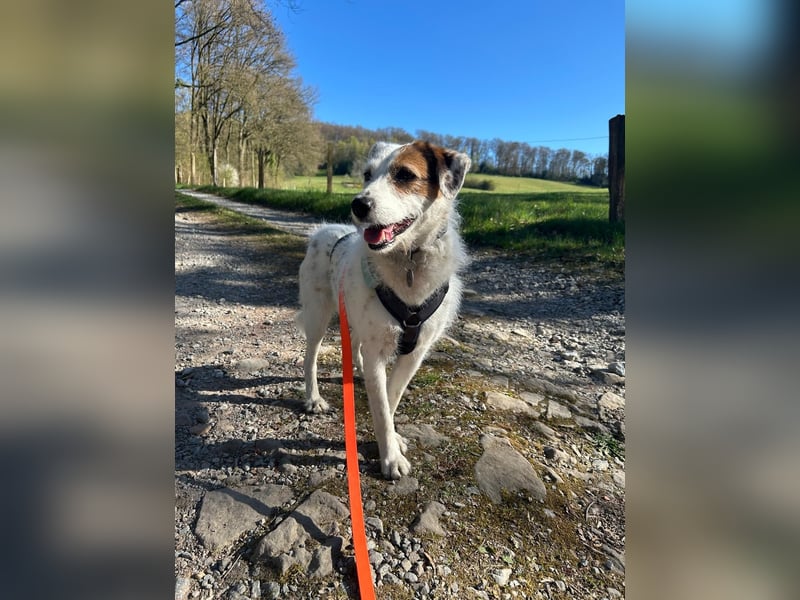 Neues Zuhause für Terriermischlingshündin Lola gesucht
