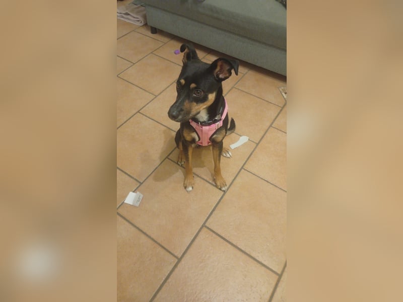 Leni, ca. 1,5 Jahr alt, Schäferhund-Rottweiler-Mischline