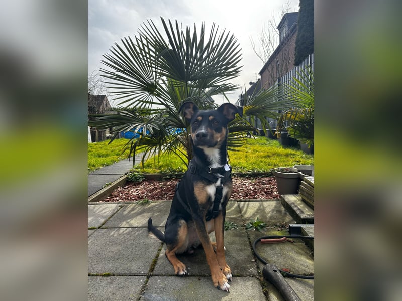 Leni, ca. 1,5 Jahr alt, Schäferhund-Rottweiler-Mischline