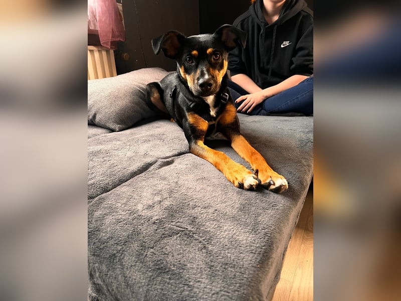 Leni, ca. 1,5 Jahr alt, Schäferhund-Rottweiler-Mischline