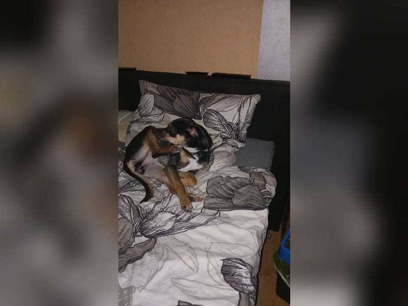 Leni, ca. 1,5 Jahr alt, Schäferhund-Rottweiler-Mischline