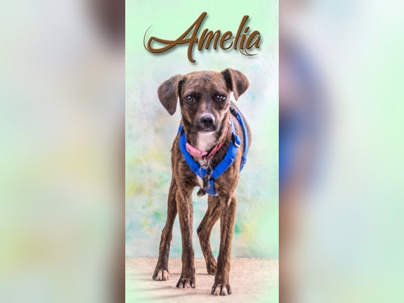 Amelia – lieb, verschmust, etwas schüchtern