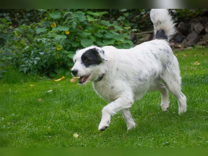 MIRA, Hündin, 3 Jahre jung, sucht ein liebevolles Zuhause und lange Spaziergänge