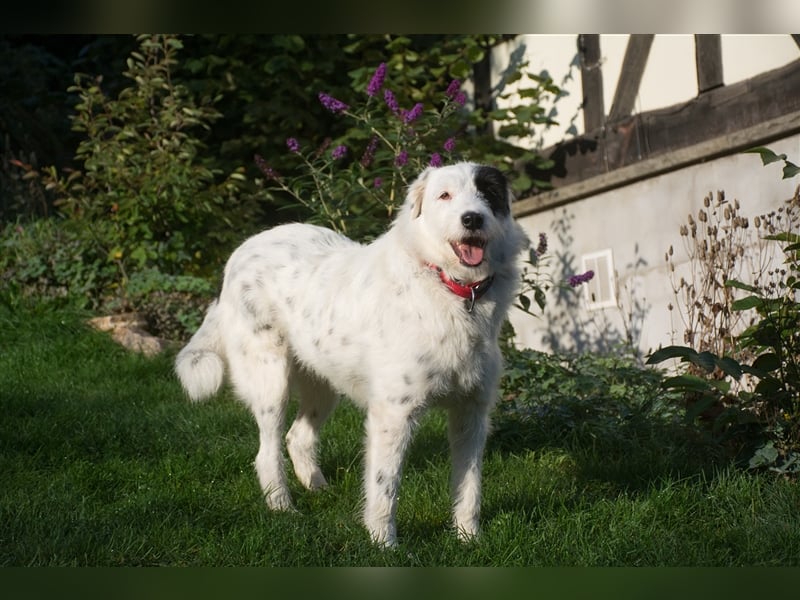 MIRA, Hündin, 3 Jahre jung, sucht ein liebevolles Zuhause und lange Spaziergänge