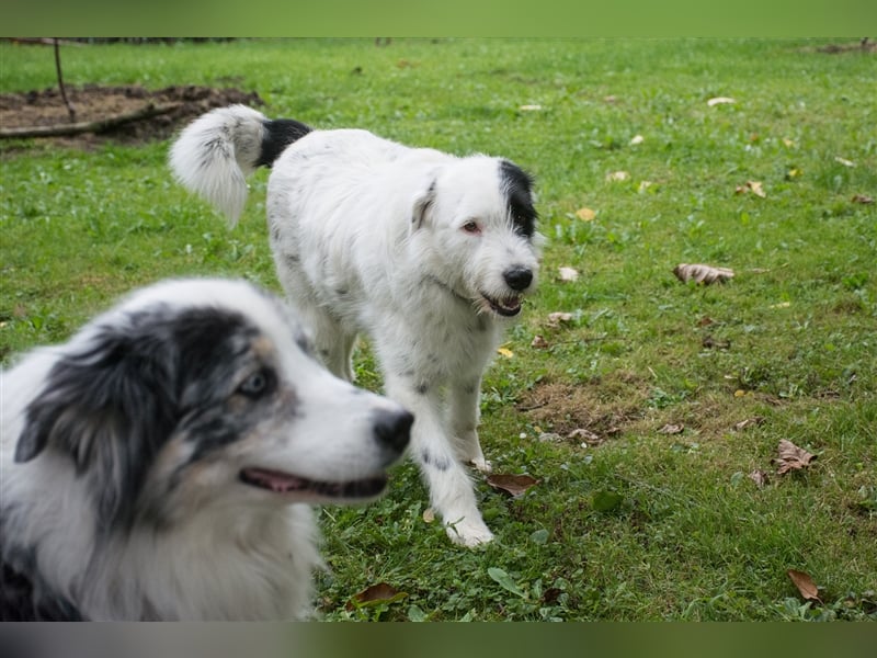 MIRA, Hündin, 3 Jahre jung, sucht ein liebevolles Zuhause und lange Spaziergänge